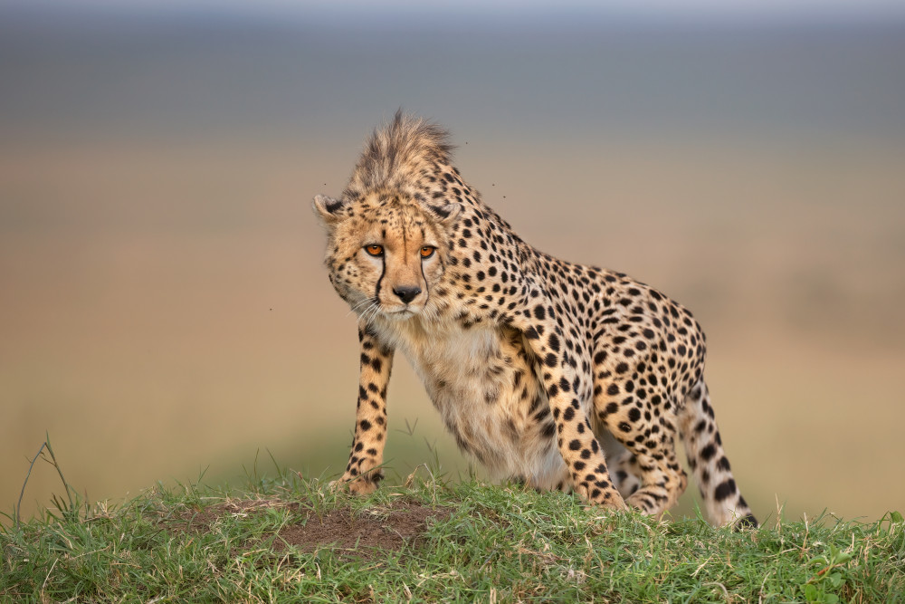 Looking around von Marco Pozzi