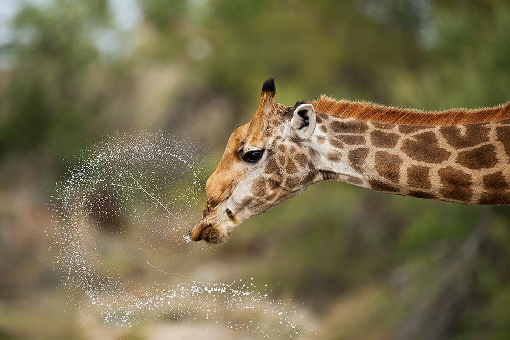 drinking von Marco Pozzi