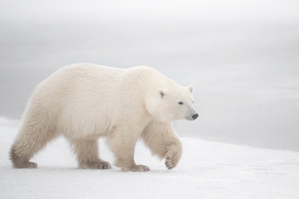 White von Marco Pozzi