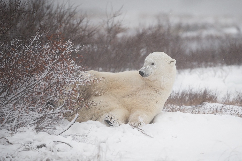 Who woke me up? von Marco Pozzi