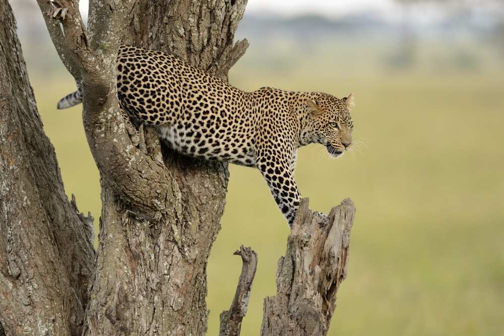 Young Prince von Marco Pozzi