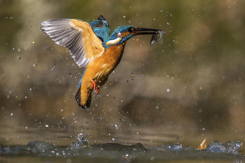 Fishing between stars von Marco Redaelli