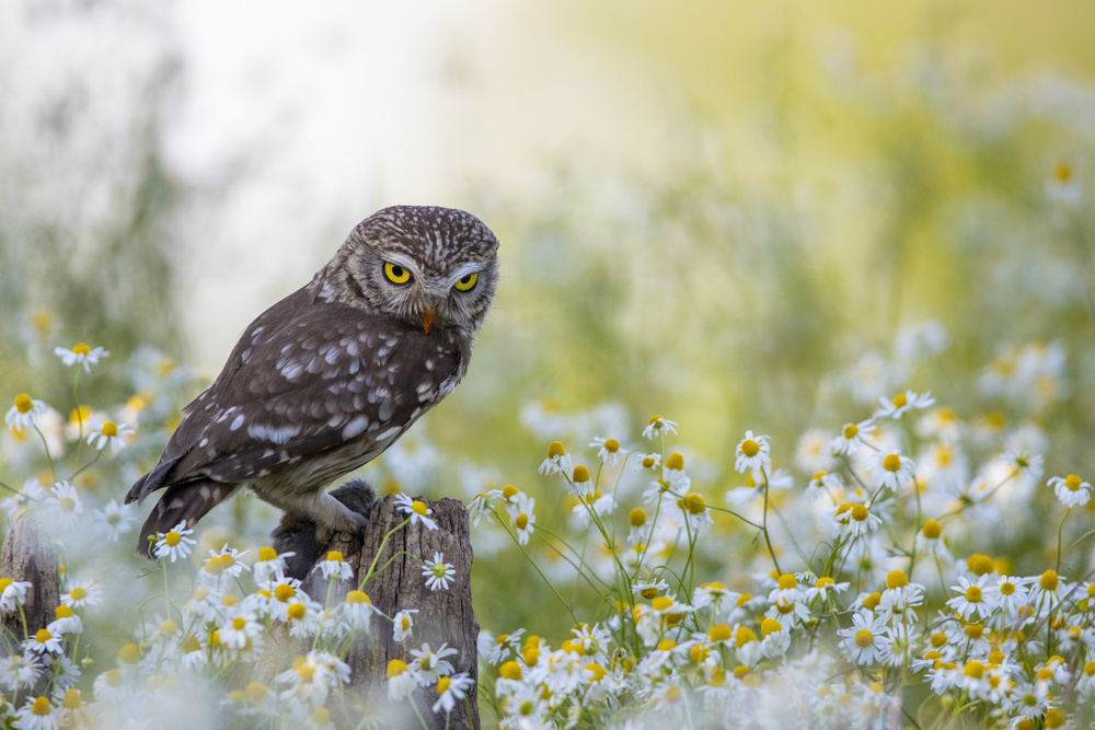 Eyes von Marco Redaelli