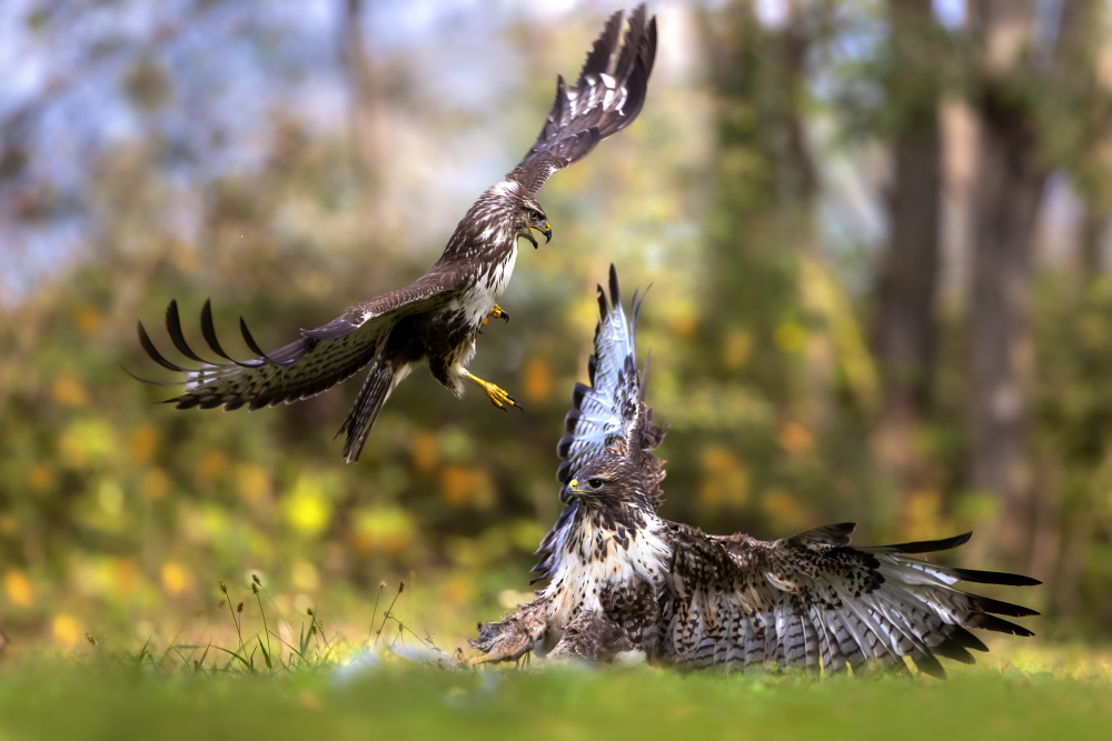 Buzzard vs buzzard von Marco Redaelli