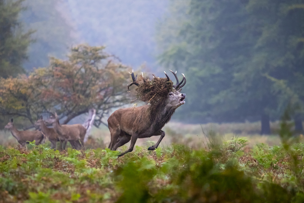 The race of the king von Marco Redaelli