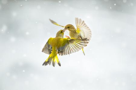 The first snow of the year