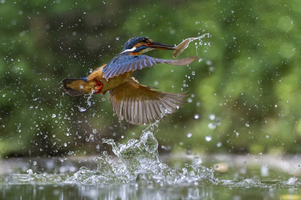 The King von Marco Redaelli