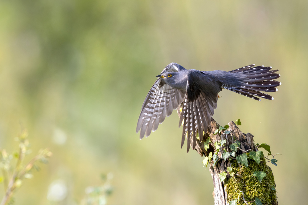 The cuckoo taking off von Marco Redaelli