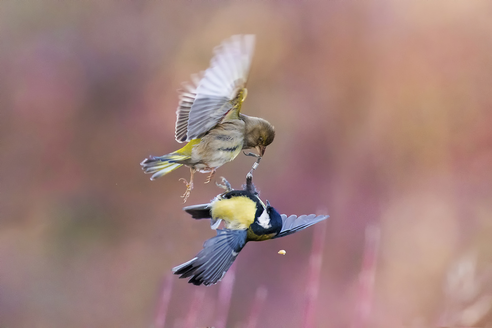 The seed of discord von Marco Redaelli