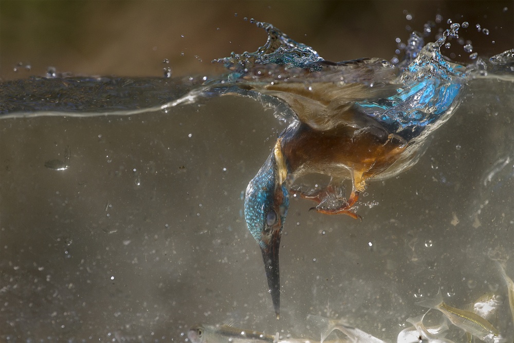 Immersion von Marco Redaelli