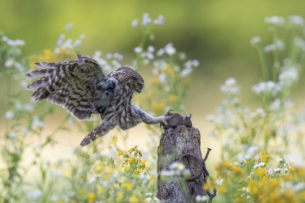 Catch!!! von Marco Redaelli