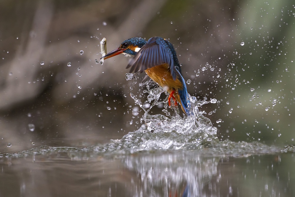 Catching von Marco Redaelli