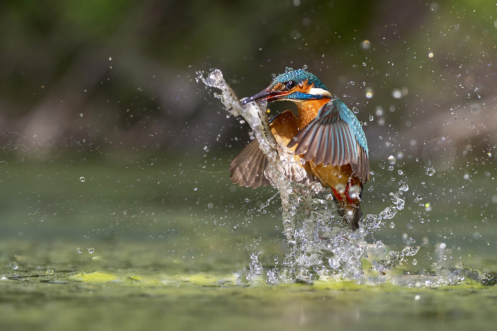 Catch in the sun von Marco Redaelli