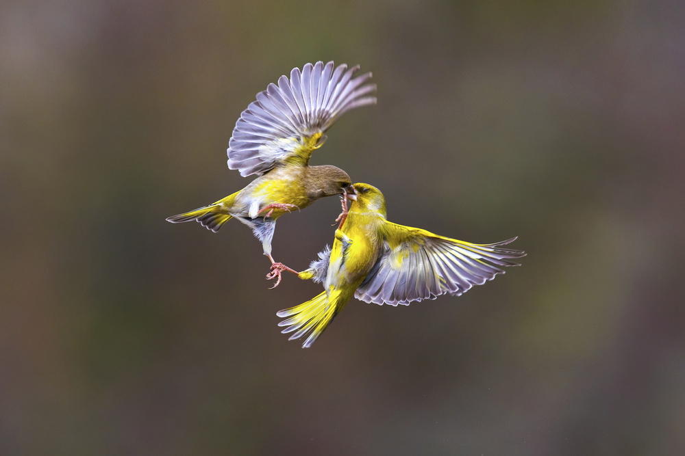 Wings &amp; beak von Marco Redaelli