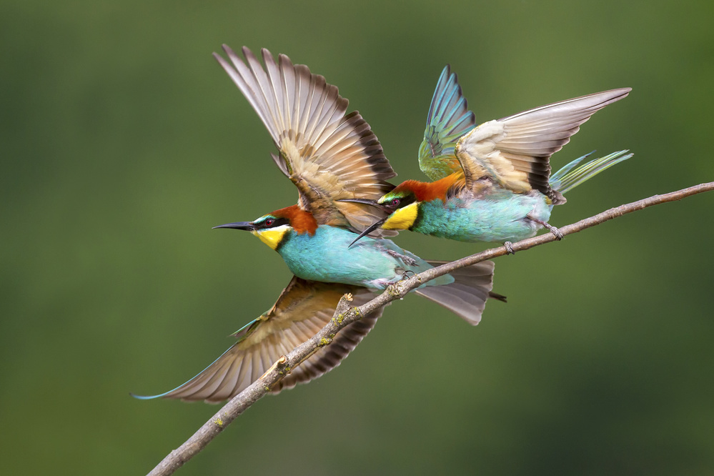 Go away from my branch!!!! von Marco Redaelli