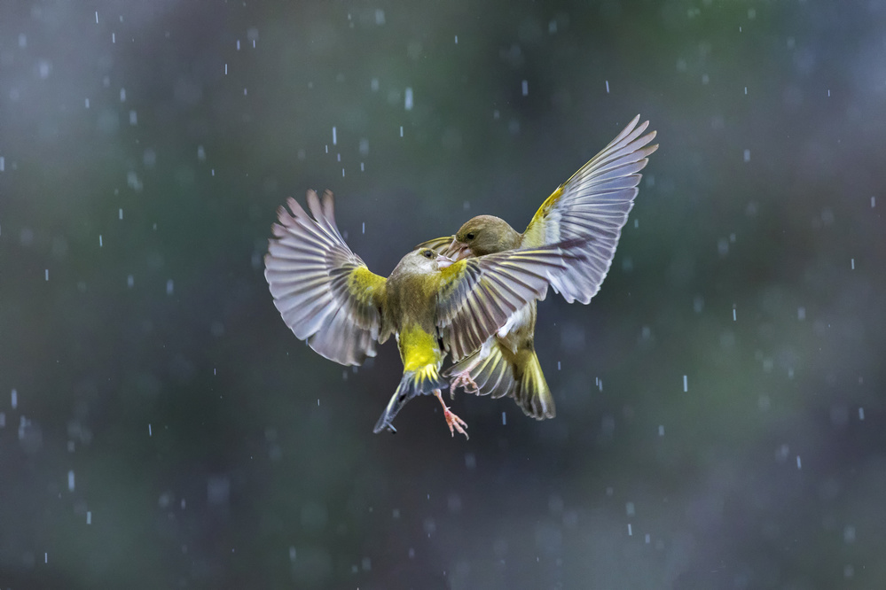 Dancing in the rain von Marco Redaelli
