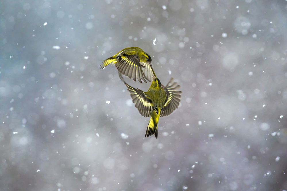 Fight in the snow von Marco Redaelli