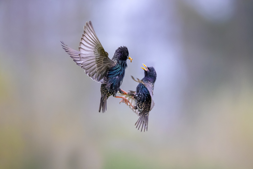 Battle for a worm von Marco Redaelli