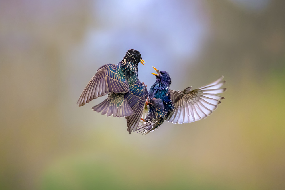 Fight von Marco Redaelli