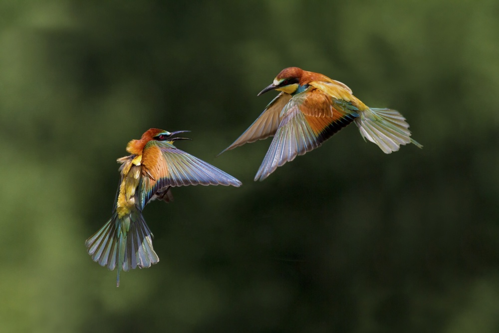 Fight between rainbows 3 von Marco Redaelli