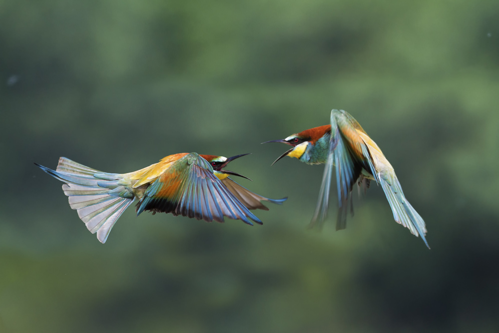Fight between rainbows 5 von Marco Redaelli