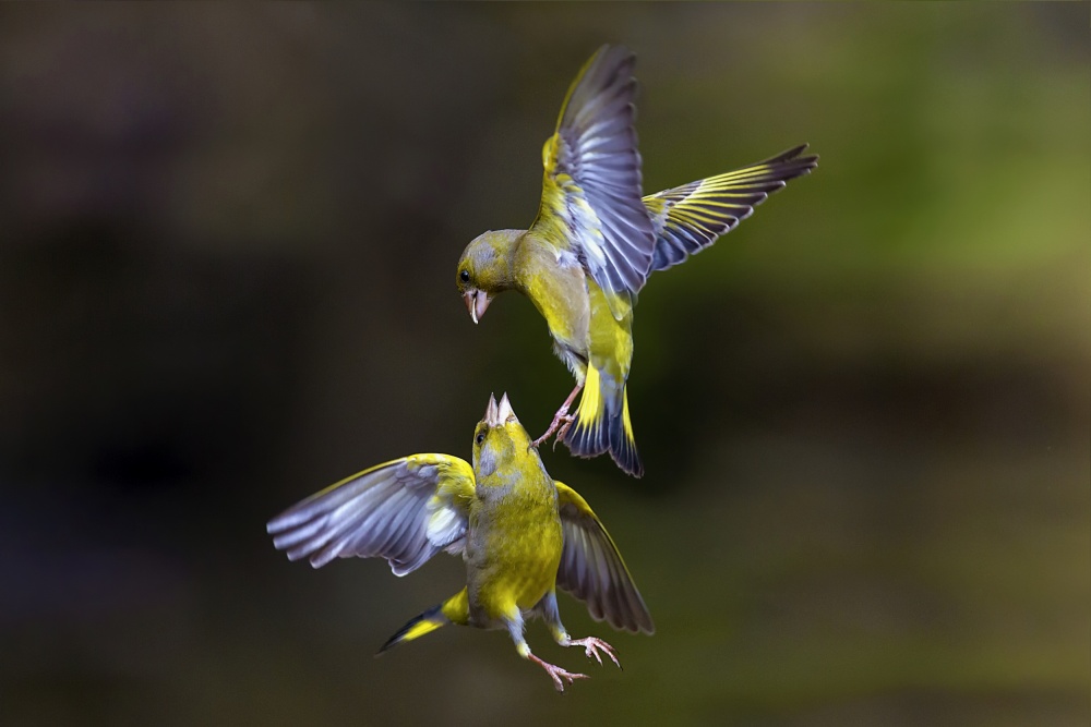 Come get me! von Marco Redaelli