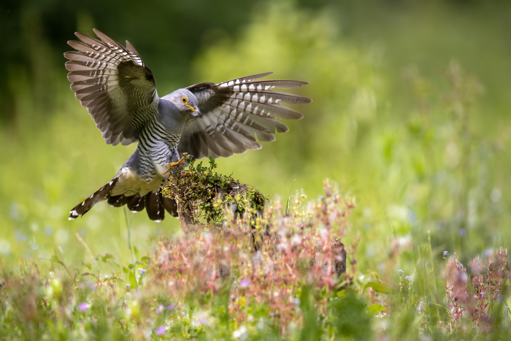 Cuckoo Landing von Marco Redaelli