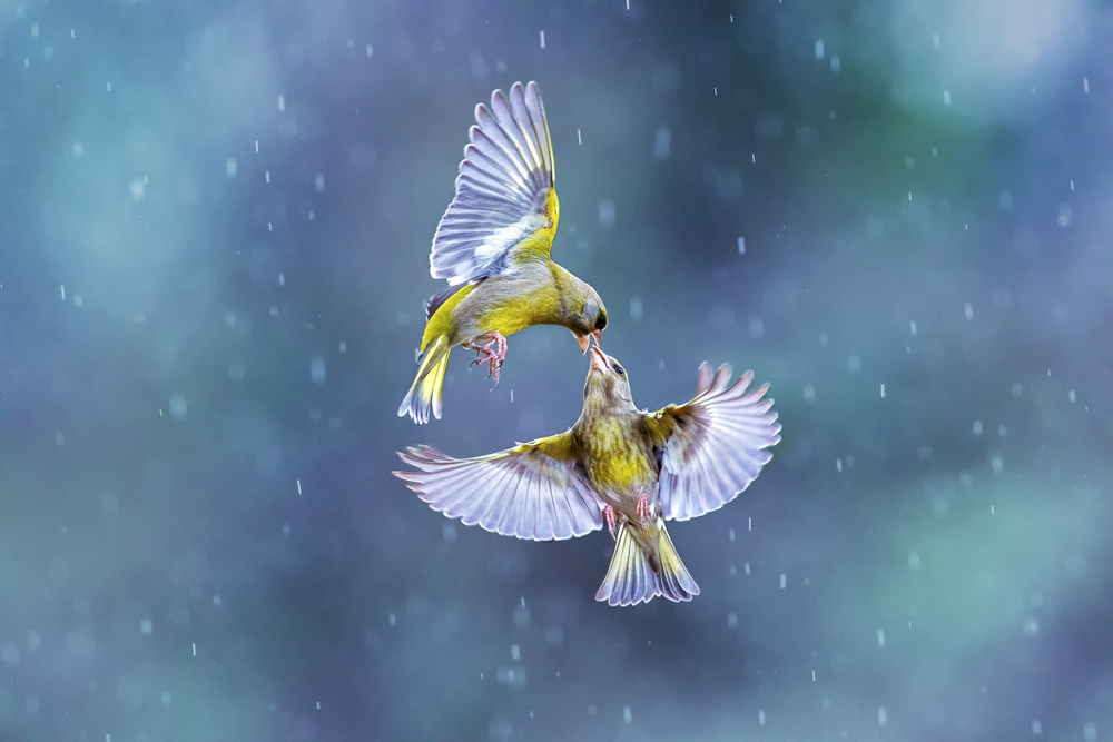 Kissing in the rain von Marco Redaelli