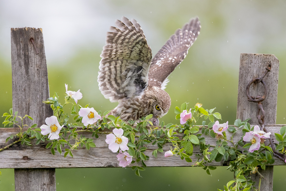 Rain &amp; roses von Marco Redaelli