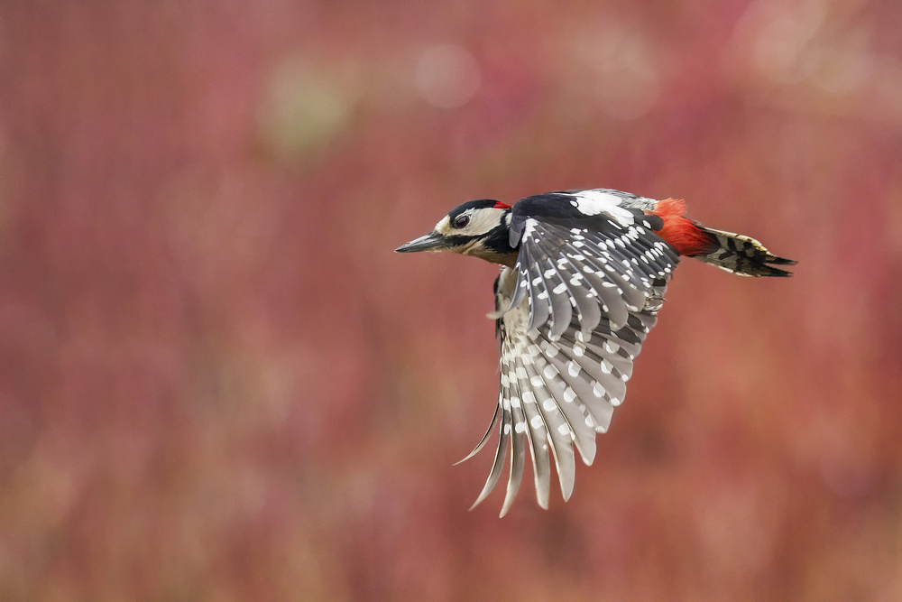 Red Fly von Marco Redaelli