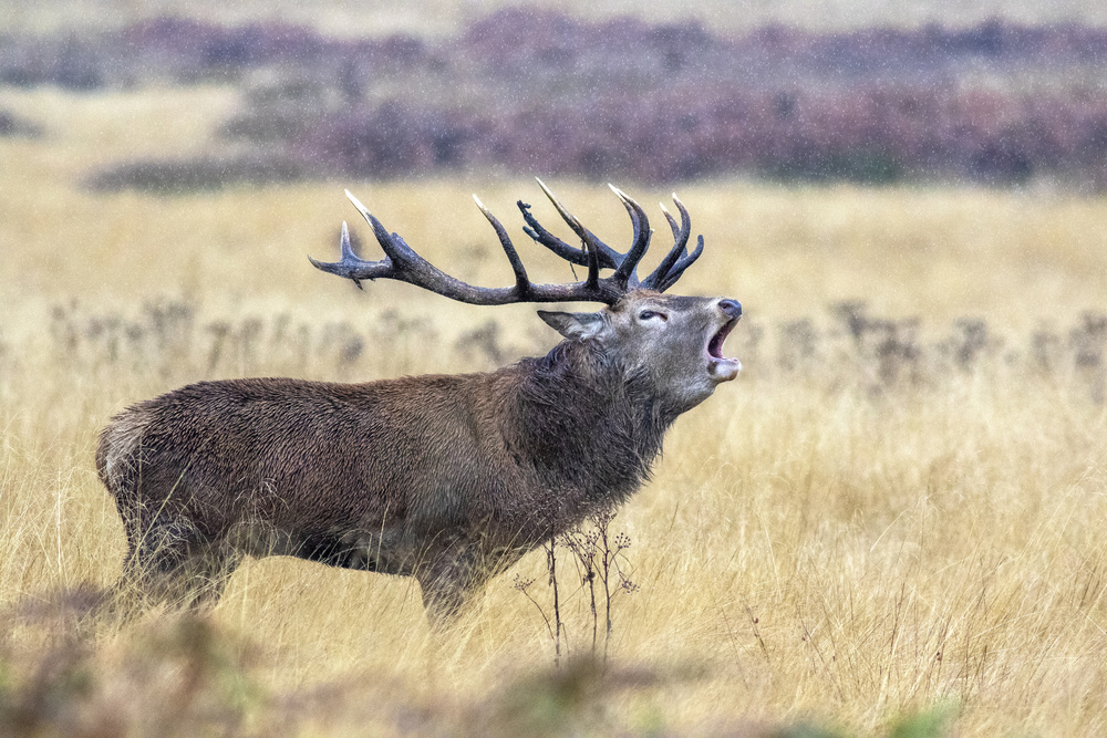 Scream in the rain von Marco Redaelli