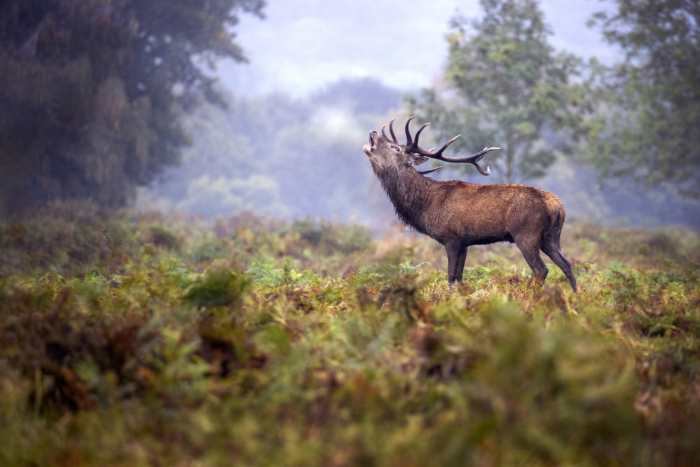 Scream in the rain von Marco Redaelli