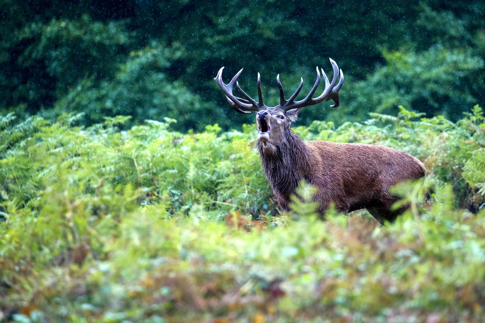 Scream in the rain von Marco Redaelli