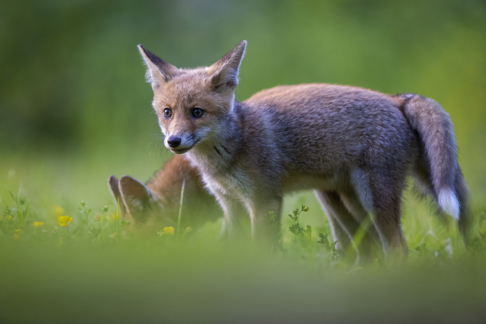 tail to tail von Marco Redaelli