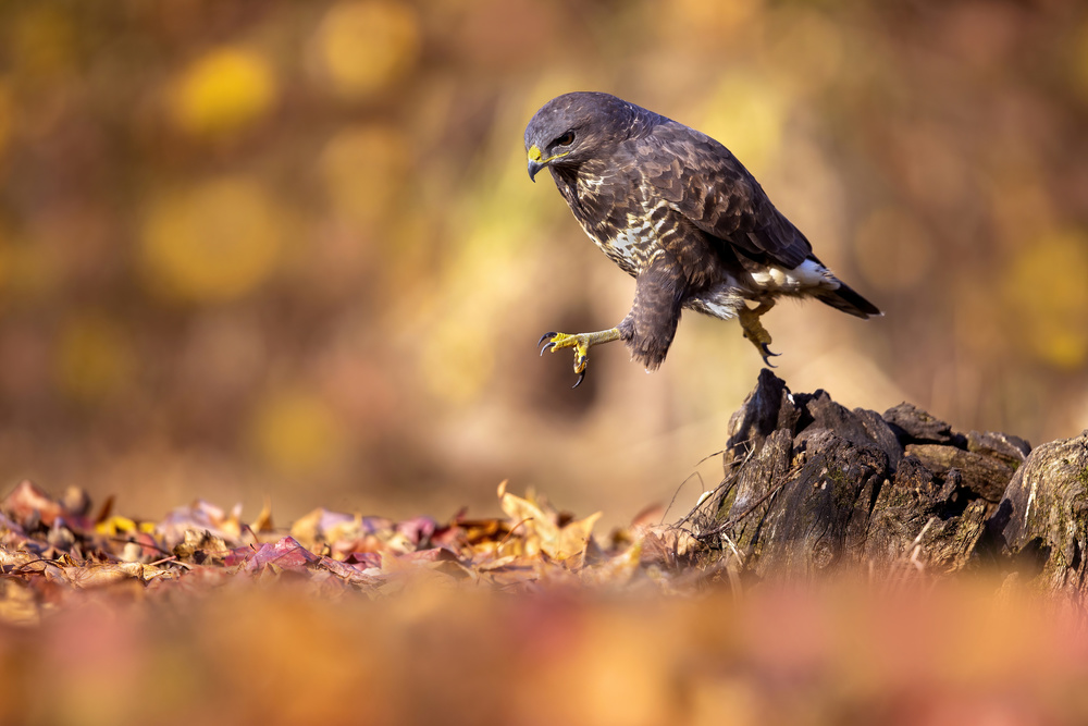 Jump!!! von Marco Redaelli