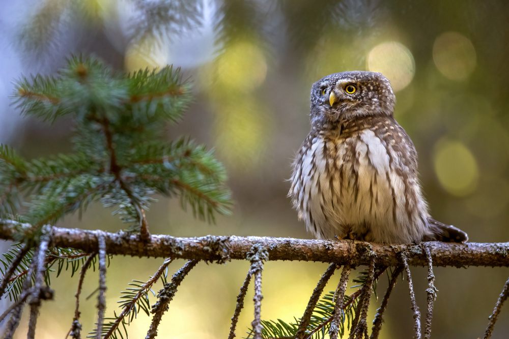 Strut von Marco Redaelli