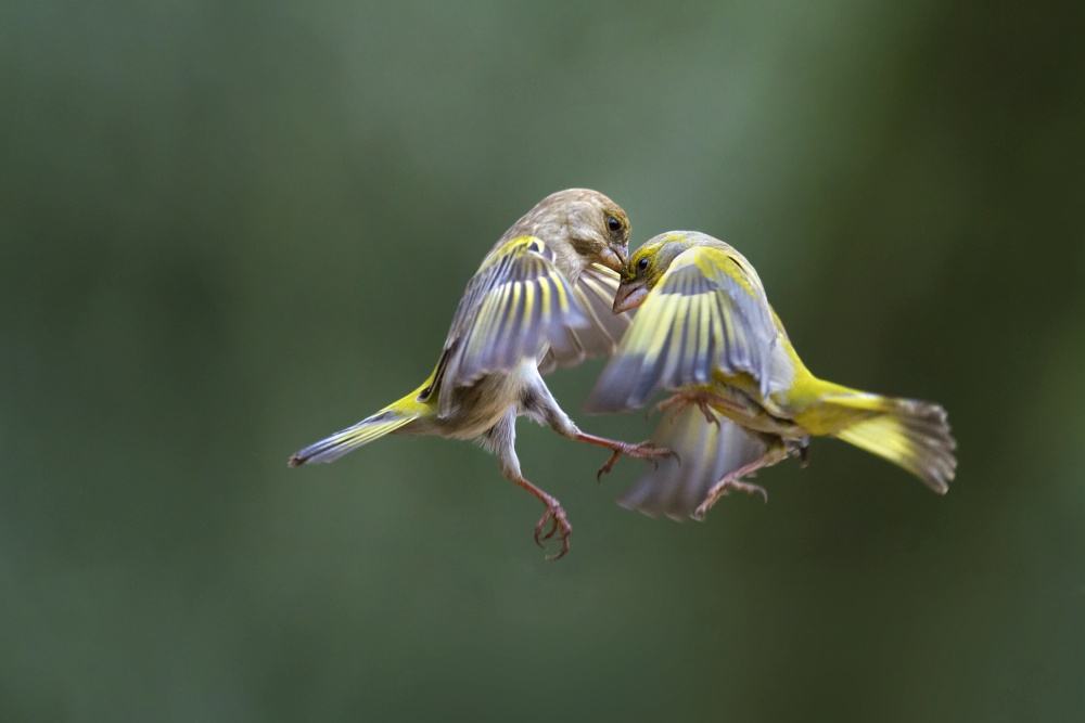 Who has the hardest head? von Marco Redaelli