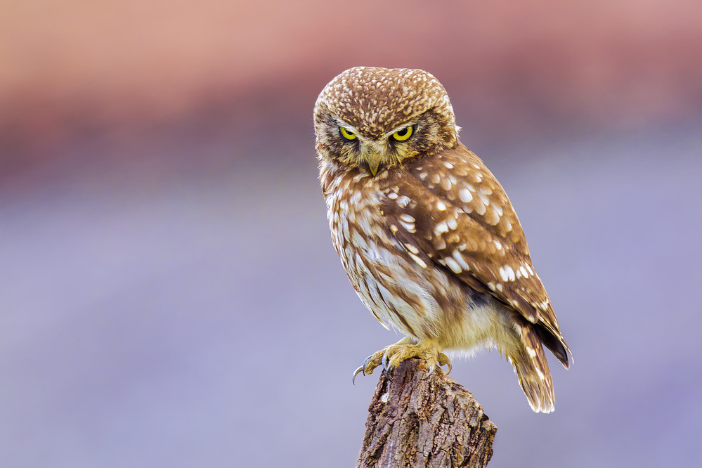 Angry little owl von Marco Redaelli
