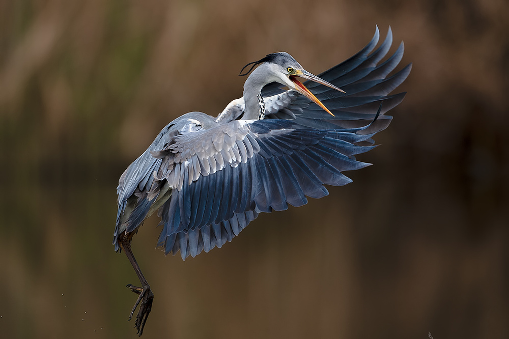 The Grey Heron von Marco Roghi