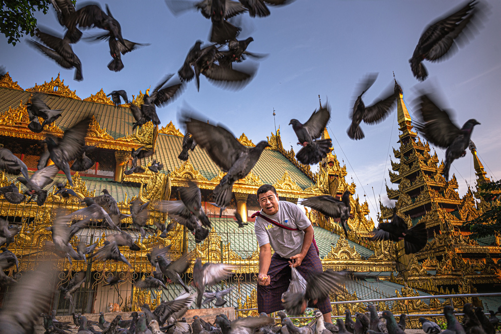 Pigeons Friend von Marco Tagliarino