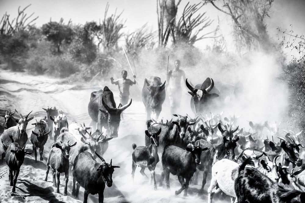 Zebù realm von Marco Tagliarino