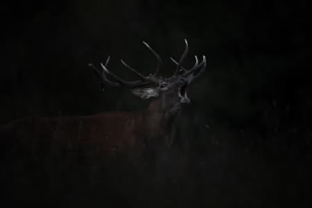 The Dark Side of the Rut