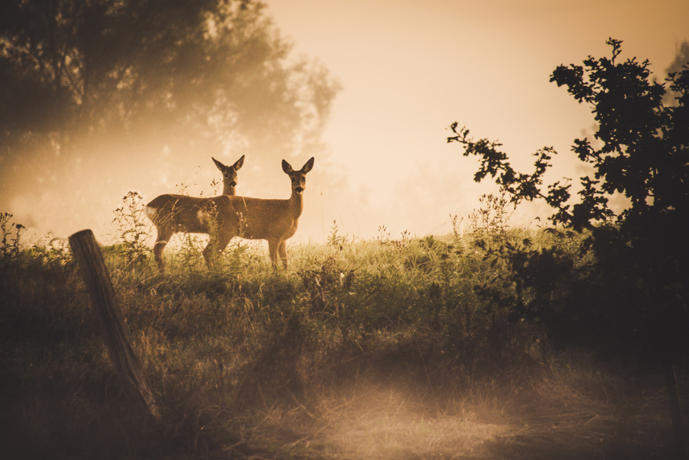 Under observation von Marcus Hennen