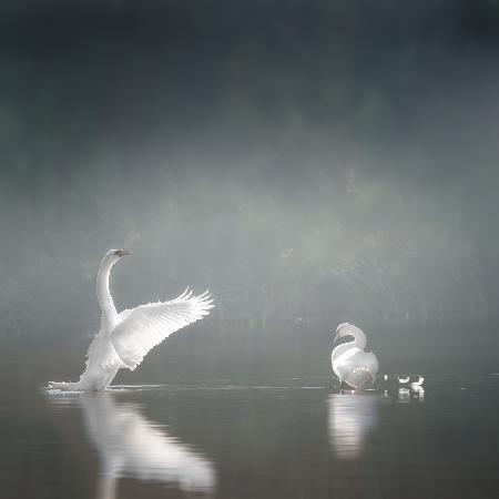 swansee