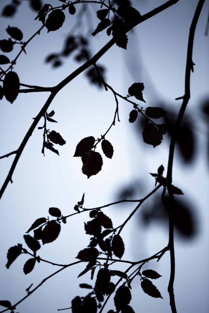 Break of Dawn von Mareike Böhmer