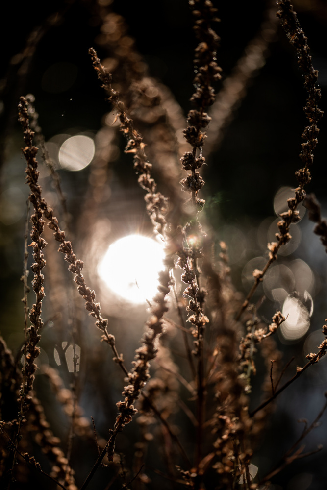 Natural Sparkle 2 von Mareike Böhmer