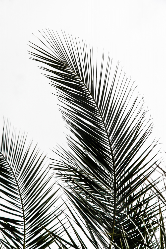 Palm Leaves 1 von Mareike Böhmer