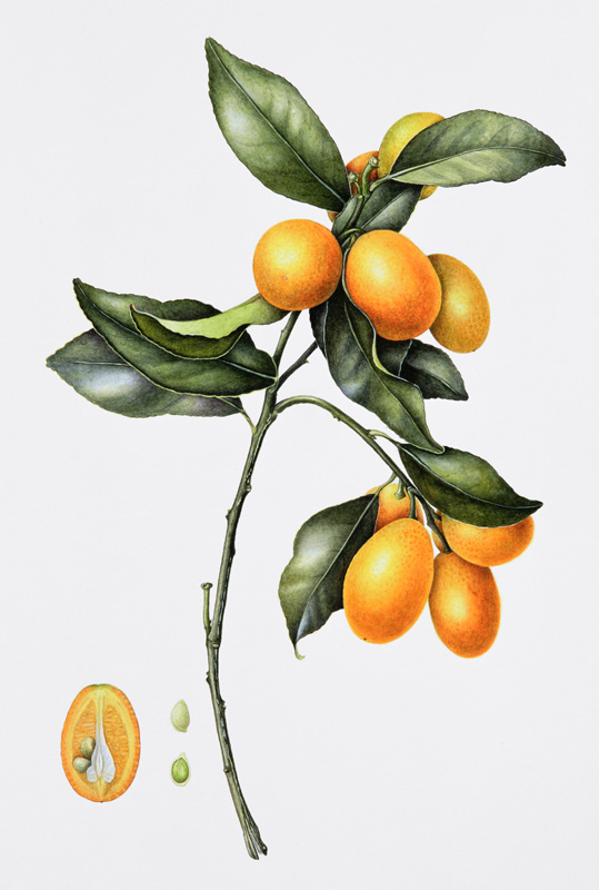 Kumquat, 1996 (w/c on paper)  von Margaret Ann  Eden
