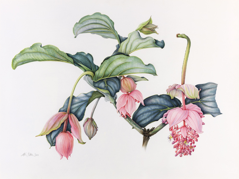 Medinilla magnifica von Margaret Ann  Eden