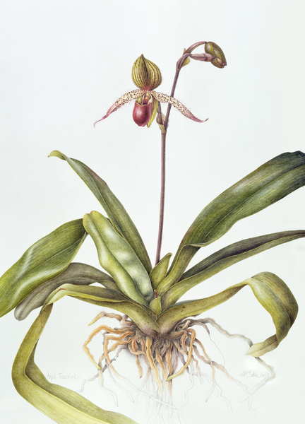 Iris von Margaret Ann  Eden